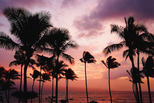 Hawaii sunset with palm trees