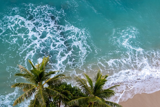 Hawaii Beach with Palm trees and ocean